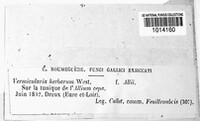 Vermicularia herbarum image